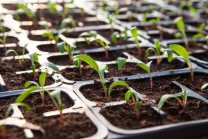 De jeunes plants sous mini serre de jardin